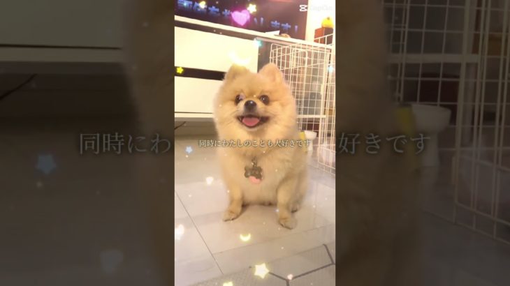 オヤツをあげたくなる誘導瞑想 #pomeranian #ポメラニアン #pets #癒し