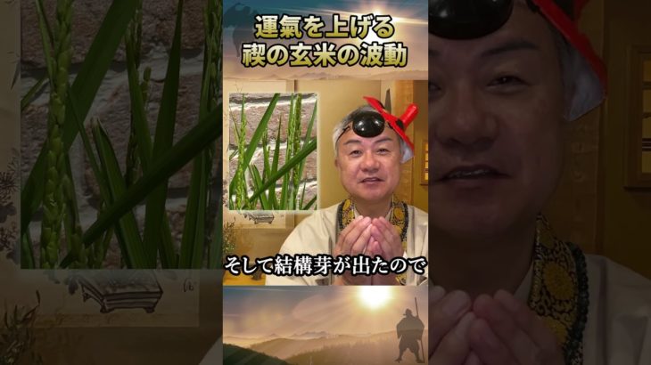 運氣を上げる　禊の玄米の波動 #稲 #プランター栽培 #スピリチュアル
