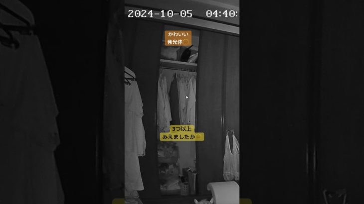 #オーブ #座敷童#発光体#スピリチュアル#dog #犬