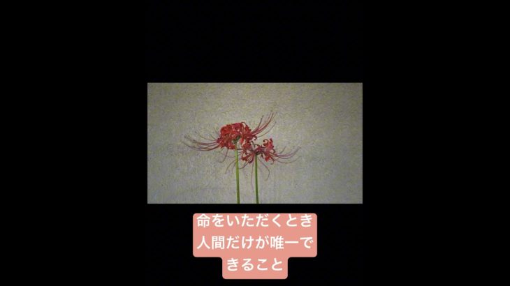 感謝するということ　#スピリチュアル