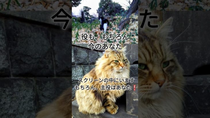 #スピリチュアル 　#ねこ　#ドラマ　#人生  #俳優