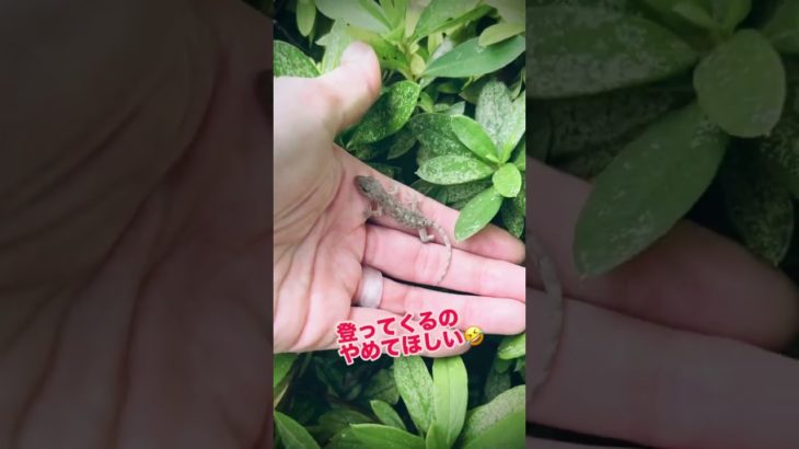 子ヤモリさん… #ヤモリ　#爬虫類　#開運　#スピリチュアル　幸運のシンボル