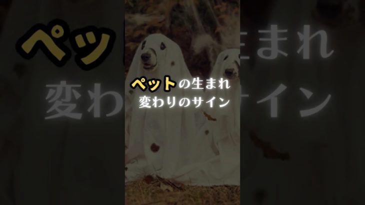 ペットの生まれ変わりのサイン#shorts #転生 #スピリチュアル #ペットロス #ペット #霊感
