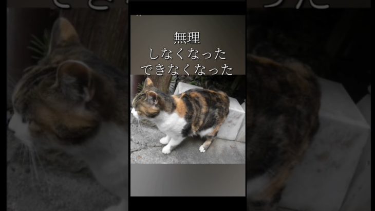 #スピリチュアル 　#猫 　#ねこ 　#ネコ 　#開運