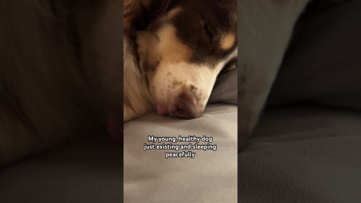 My emotional stability is directly tied to this dog’s wellbeing #australianshepherd #ladypintobean