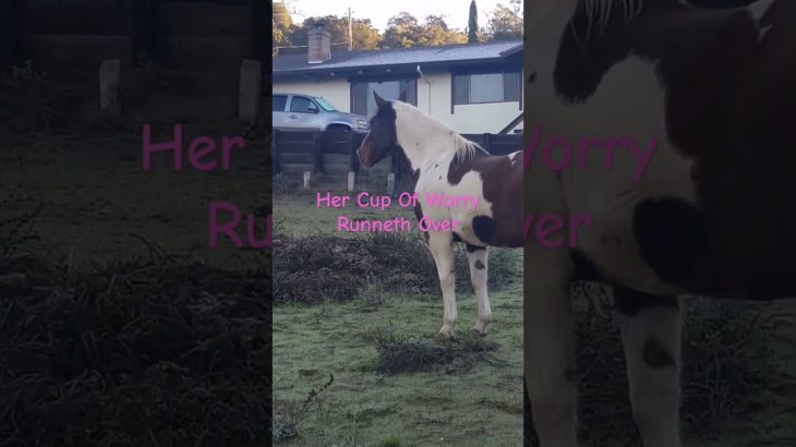 The Ripple Effect of a Compromised Partner on Well-Being #horse #shorts