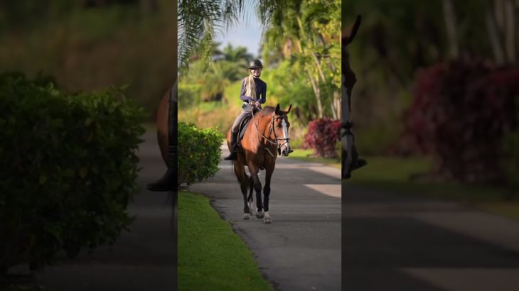 It’s all about them At Clermark Equestrian the wellbeing, health, and happiness of our horses is at