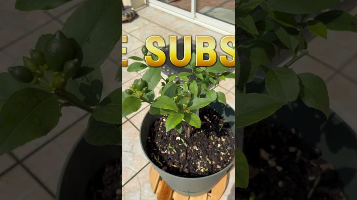 🤫Don’t say it!! Do you know??🥰#fast#thinkers#wellbeing#healthy#life!