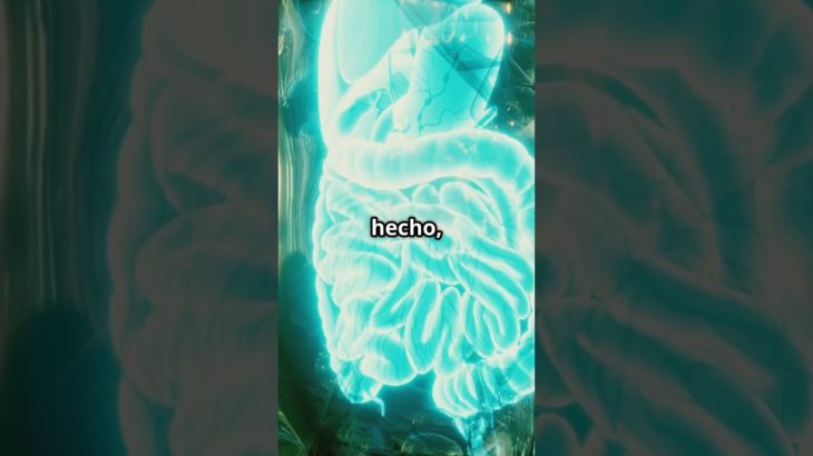 El Intestino – Nuestro Segundo Cerebro