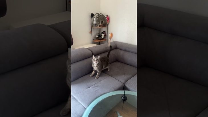 High-quality products designed for your cat’s well-being and your everyday comfort.