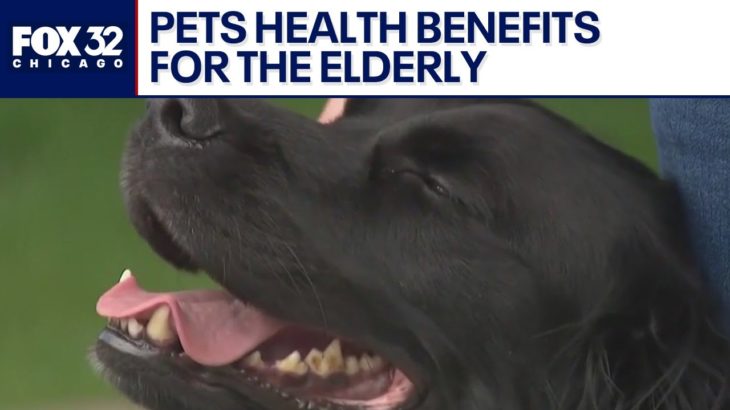 Pets can ease isolation and boost well-being in aging adults, experts say