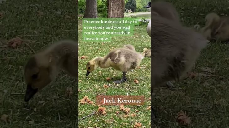 Show them kindness. #kindness #kind #livingmybestlife #lifeisgood #wellbeing