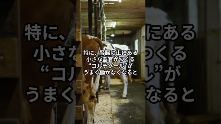 ストレスとホルモンバランスの深い関係 #ウェルビーイング #ヘルスケアカタリスト #健康